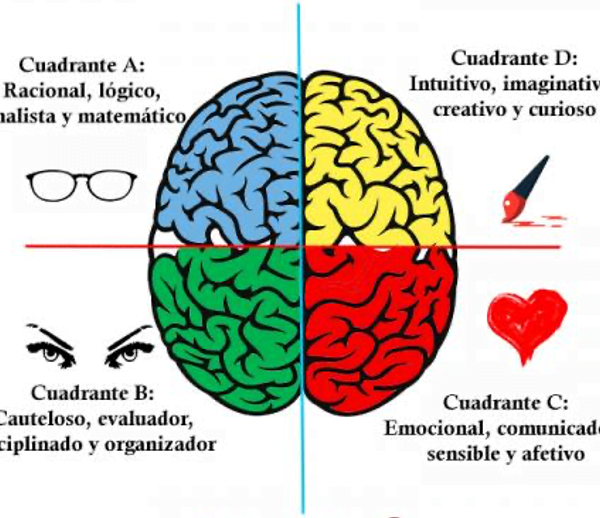 Los 4 cuadrantes cerebrales que determinan el potencial y habilidades comerciales
