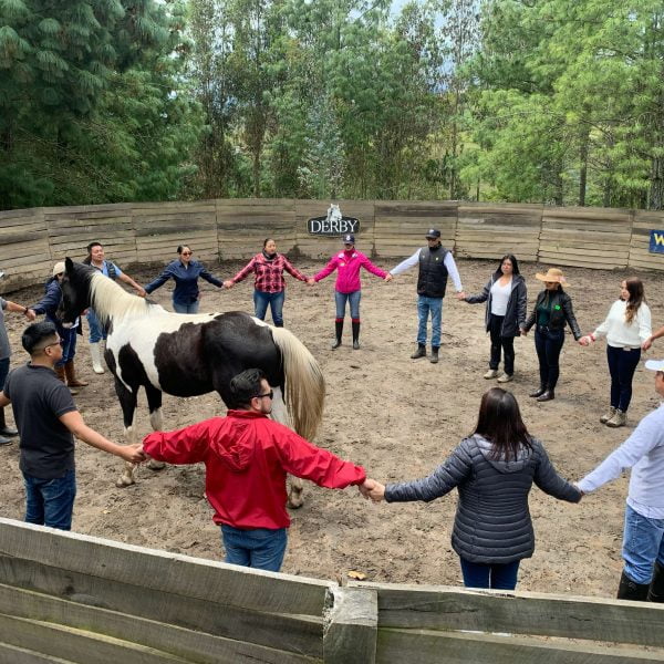 Coaching ecuestre, una experiencia de aprendizaje para líderes