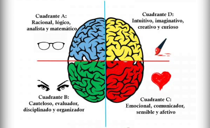 Cuadrantes-y-Hemisferios-Cerebrales
